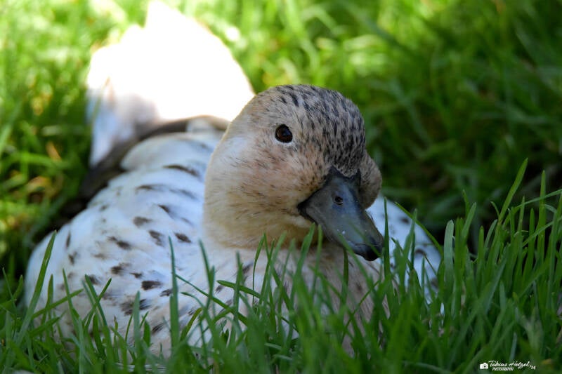 Zwergente | Haustierhof Reutemühle, Überlingen-Bambergen | 05.07.2020