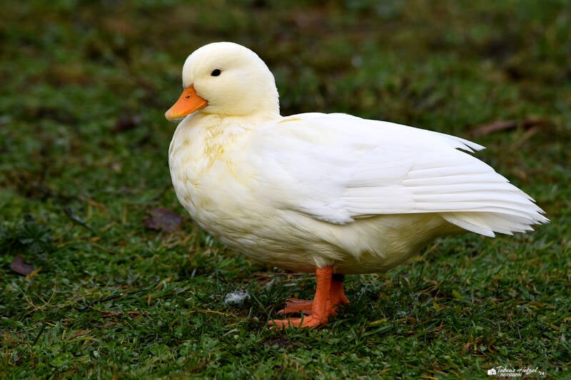 Zwergente | Vogelpark Forst | 09.12.2023