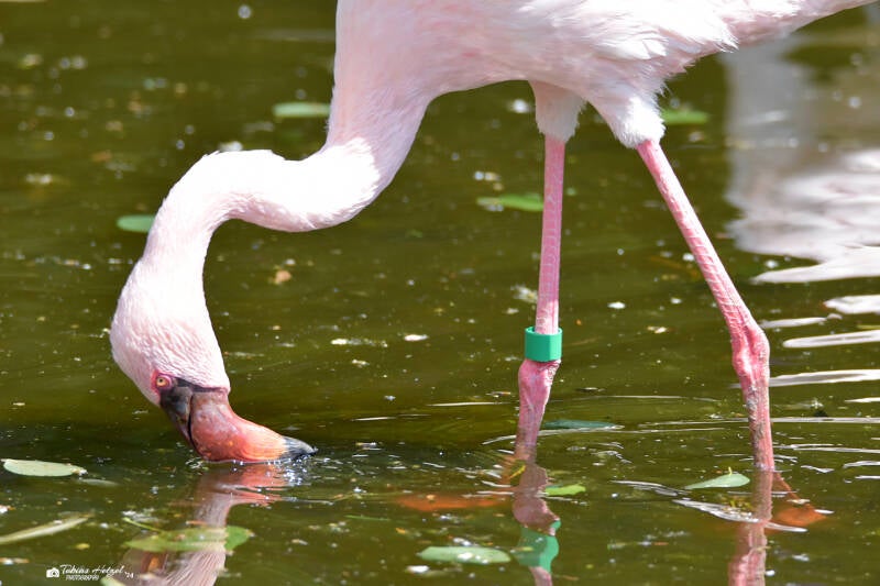 Zwergflamingo