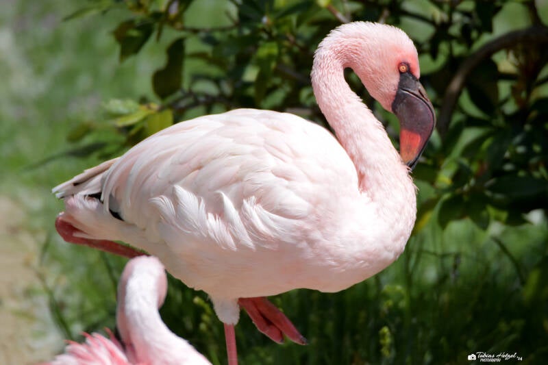 Zwergflamingo