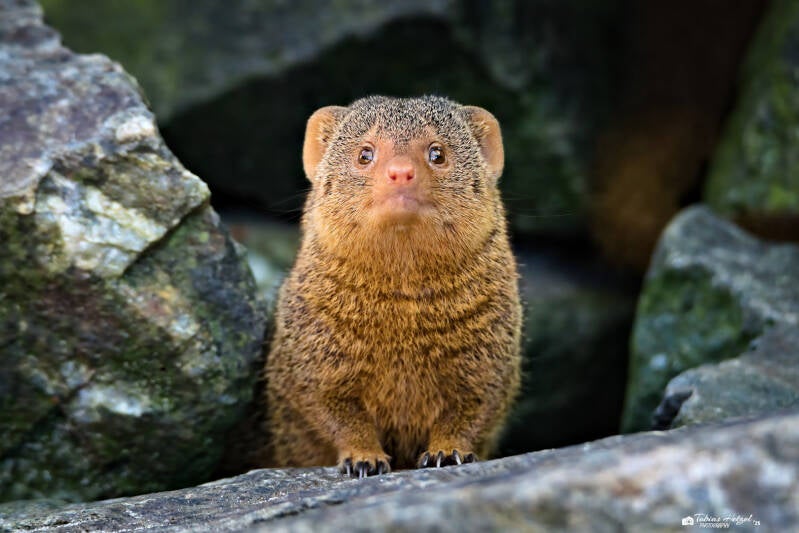 Zwergmanguste (kein Unterartenstatus) | Zoo der Minis, Aue | 21.09.2024