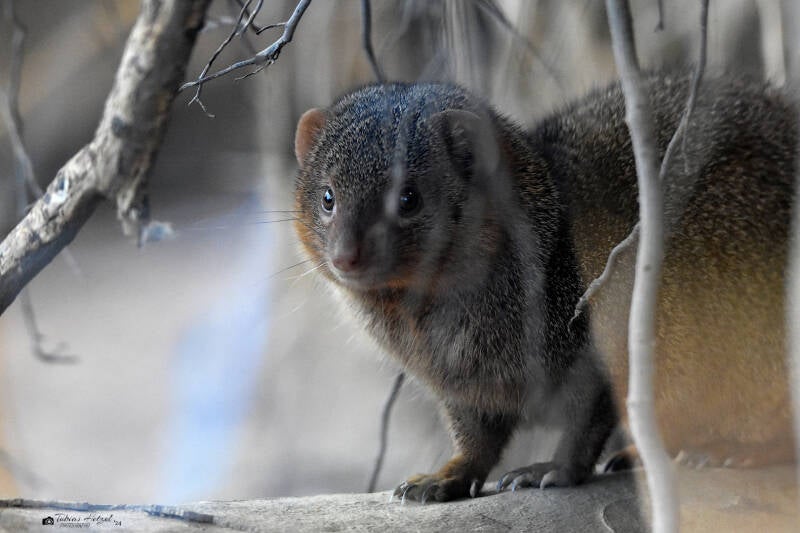 Zwergmanguste (kein Unterartenstatus) | Vivarium Darmstadt | 25.10.2022