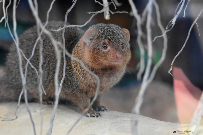 Zwergmanguste (kein Unterartenstatus) | Vivarium Darmstadt | 25.10.2022