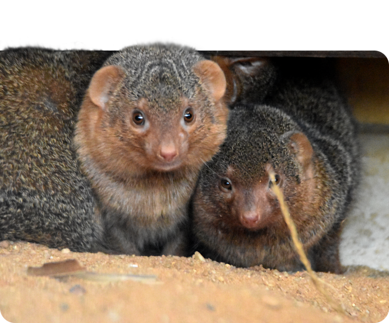 Zwergmanguste (kein Unterartenstatus)
