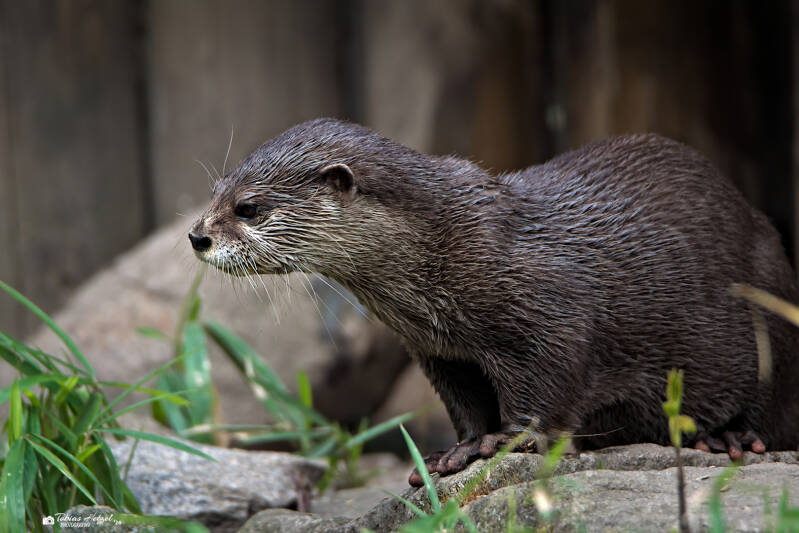 Zwergotter | Zoologischer Stadtgarten Karlsruhe | 03.04.2026
