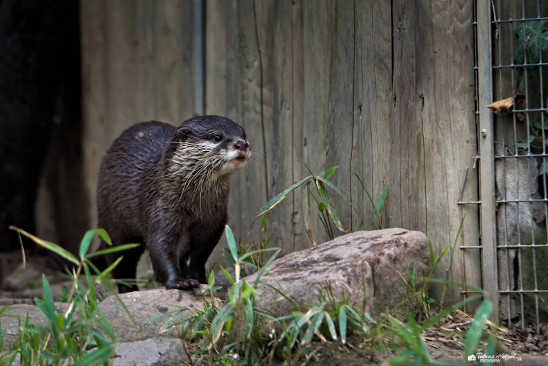 Zwergotter | Zoologischer Stadtgarten Karlsruhe | 03.04.2026