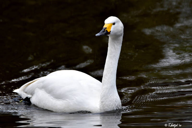 Zwergschwan | Weltvogelpark Walsrode | 12.04.2021