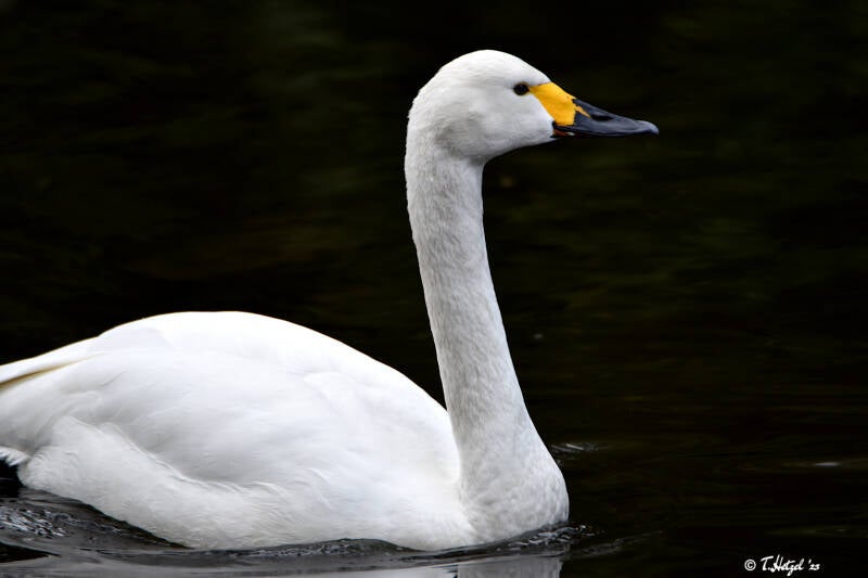 Zwergschwan | Weltvogelpark Walsrode | 12.04.2021