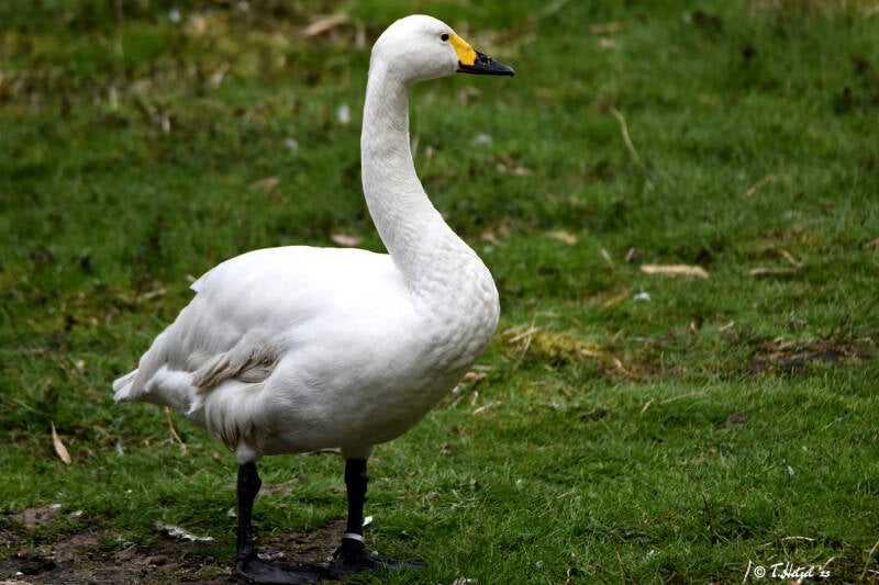 Zwergschwan | Weltvogelpark Walsrode | 12.04.2021