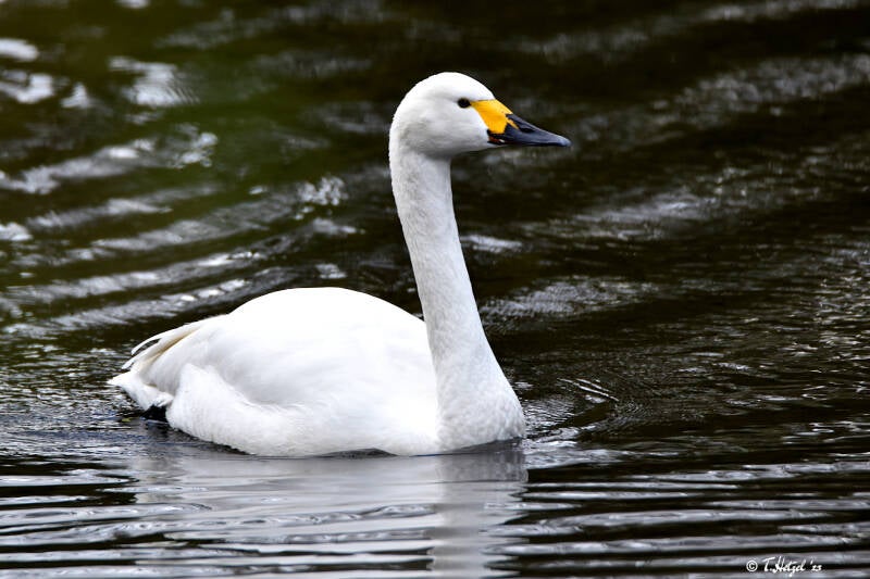 Zwergschwan | Weltvogelpark Walsrode | 12.04.2021
