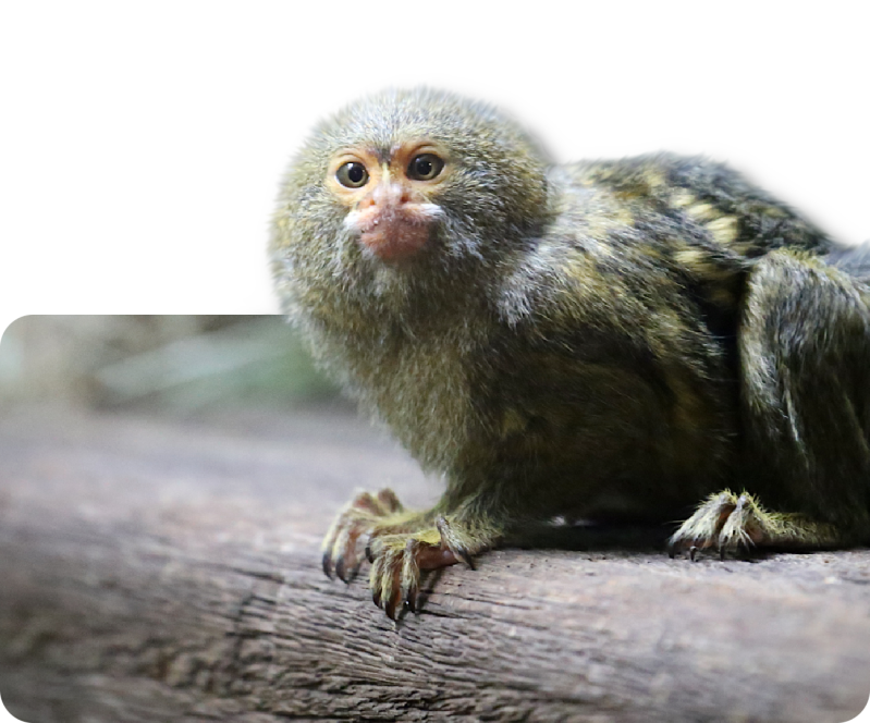 Zwergseidenäffchen (kein Unterartenstatus)