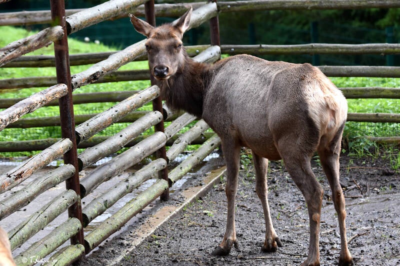 Zwergwapiti | Zoo Plzen | 17.09.2023