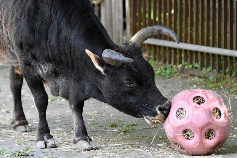 Zwergzebu | Tiergarten Worms | 18.05.2023