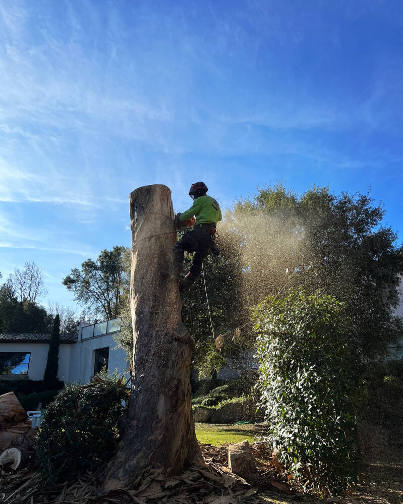 abattage d’un eucalyptus sec avec système de rétention à Roquefort-les-Pins
