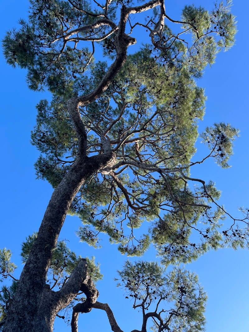 élagage grand pin à Antibes par ArboPro