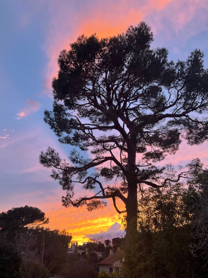 <img src="elagage-arbre-nice.jpg" alt="élagage d'arbre à Nice par Arbopro">