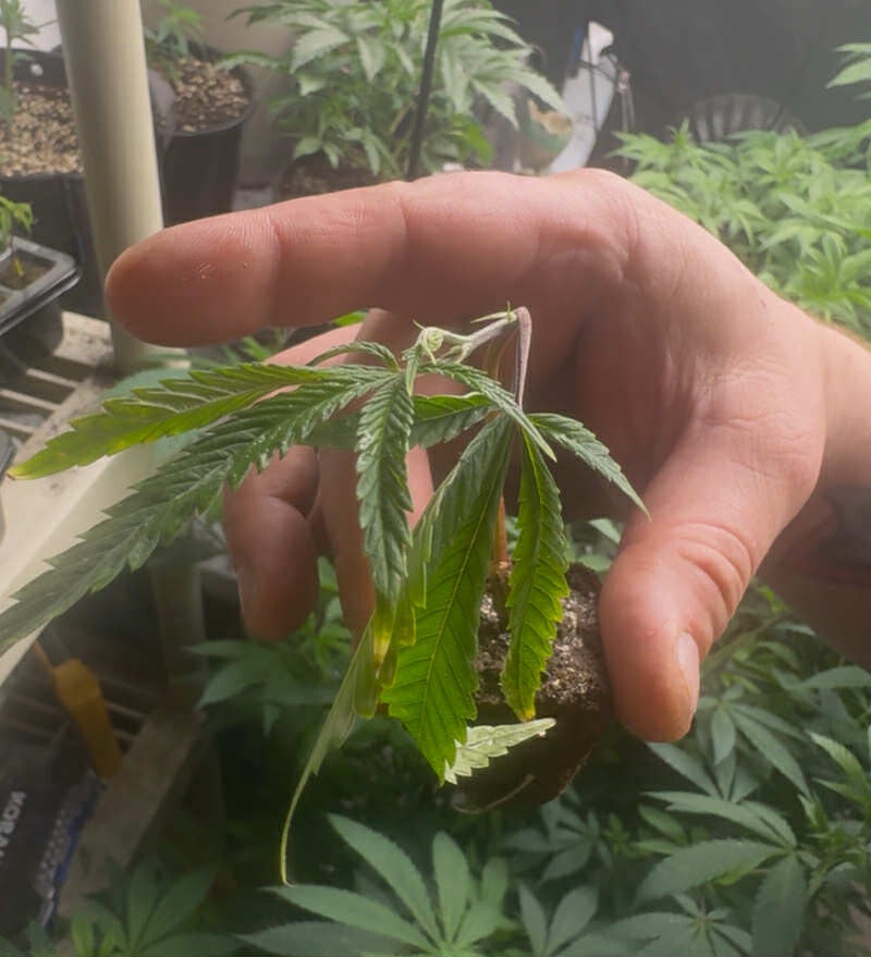 East Coast Sour Diesel - Clone