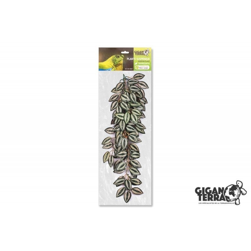 hangplant tradescantia groot