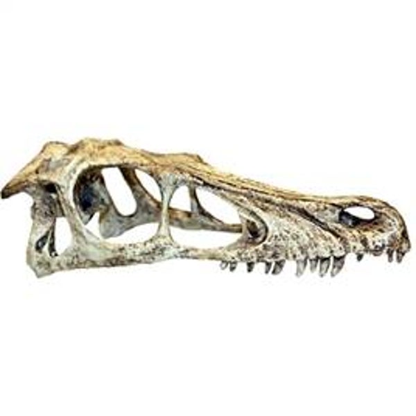 RAPTOR SCHEDEL