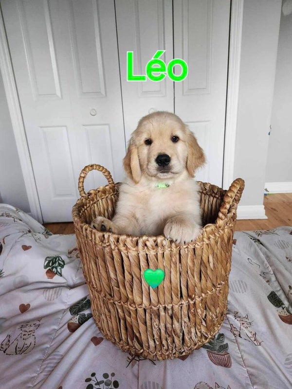 Léo