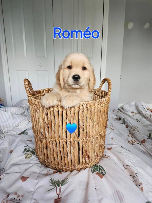 Roméo