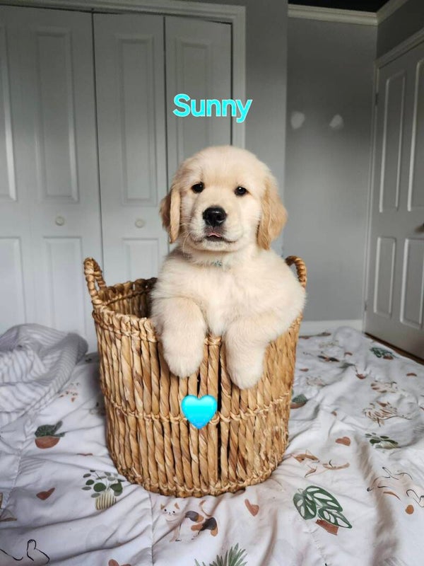 Sunny
