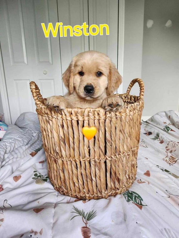 Winston