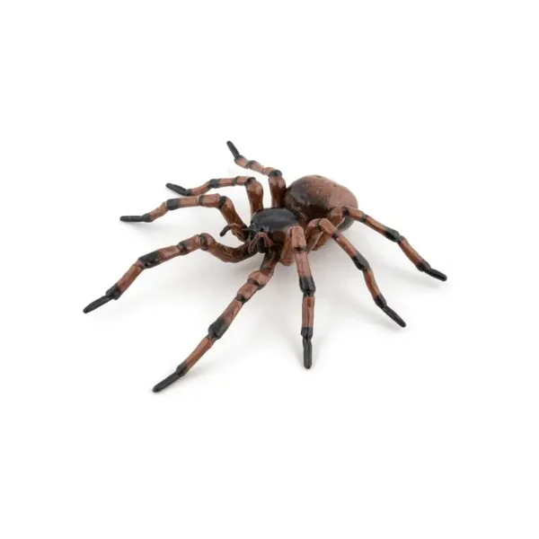 PAPO Die gemeine Hausspinne 50292