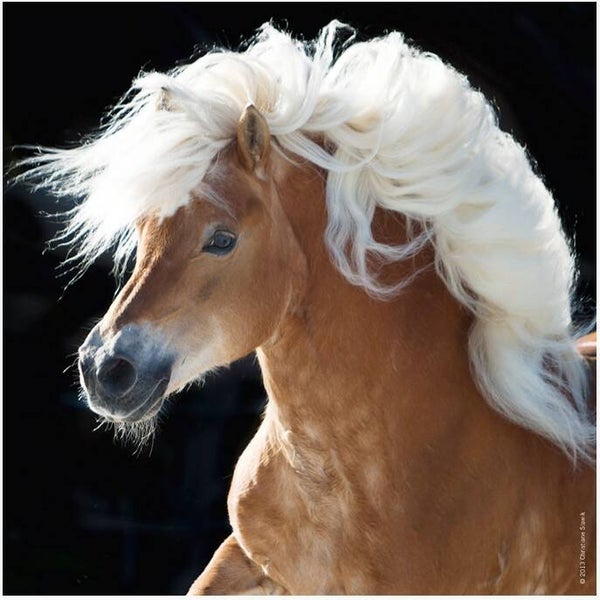 HEYE Edition Weingarten Pferd 29630 100 Teile quadratisch