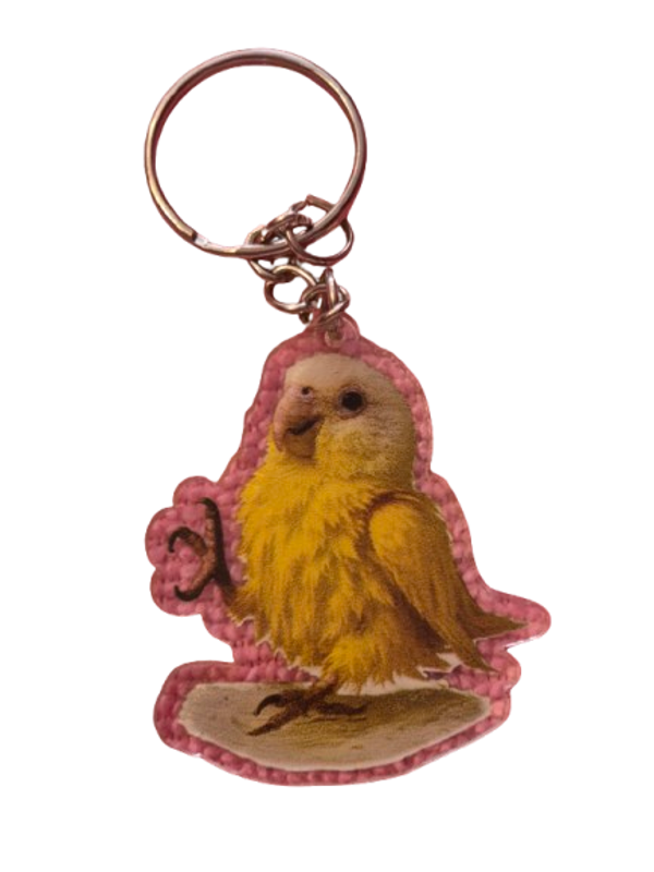 Conure eureka