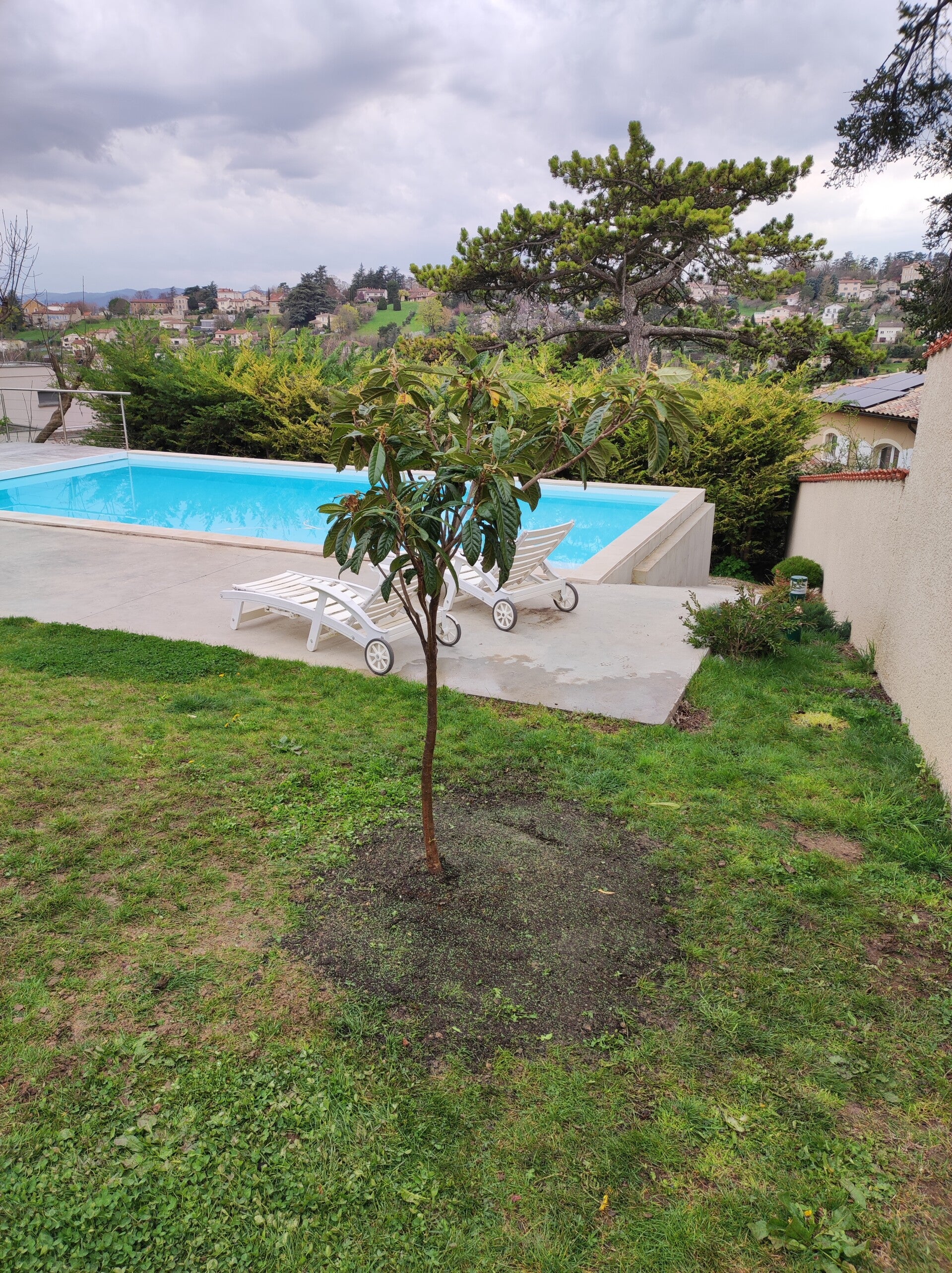 Plantation d'arbre