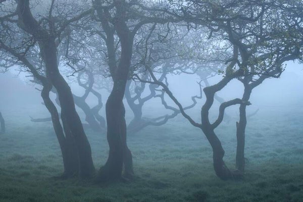 Foggy Morning in Cork