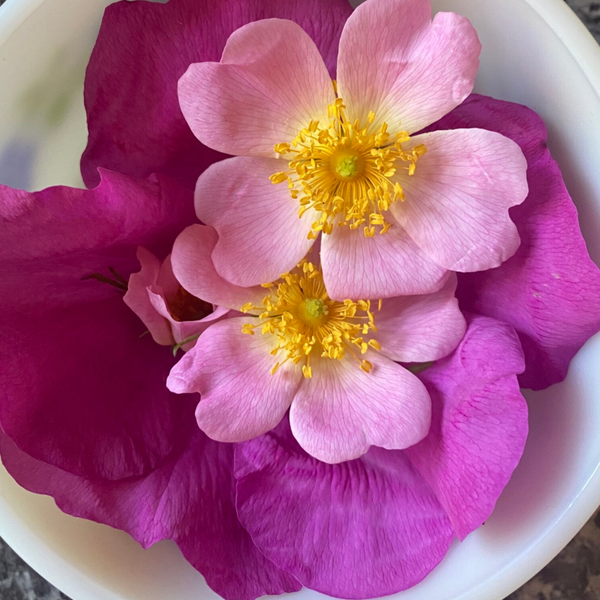 Rose Womb Transmission Download