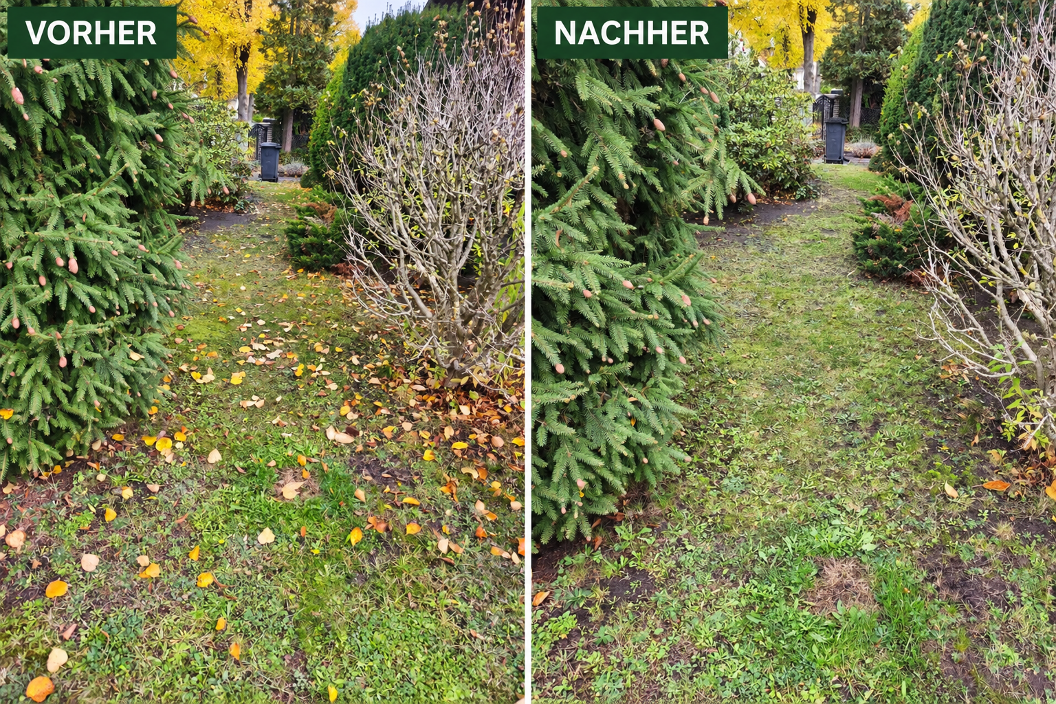 Grünfläche zwischen Sträuchern und Nadelbaum vor und nach der Laubbeseitigung