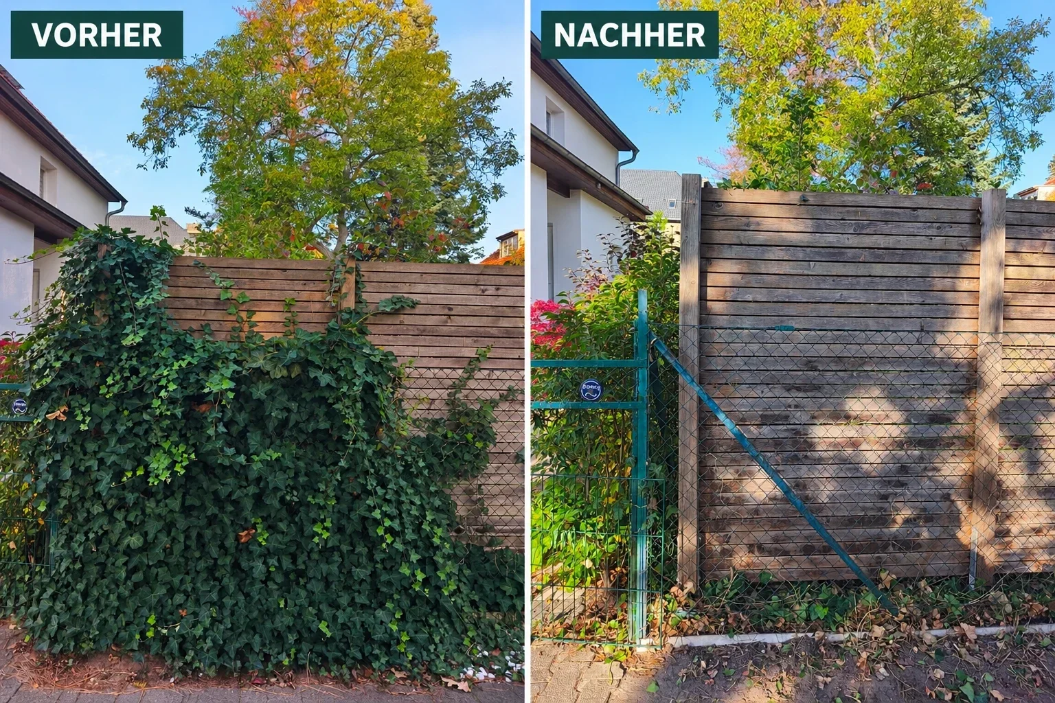 Holzsichtschutz vor und nach dem Entfernen von dichtem Efeubewuchs