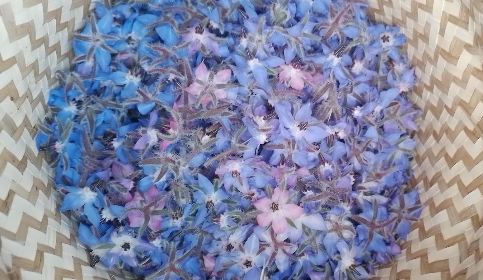 La culture du bleuet pour la compoosition future de mes tisanes, s'utilise en pétales comestibles