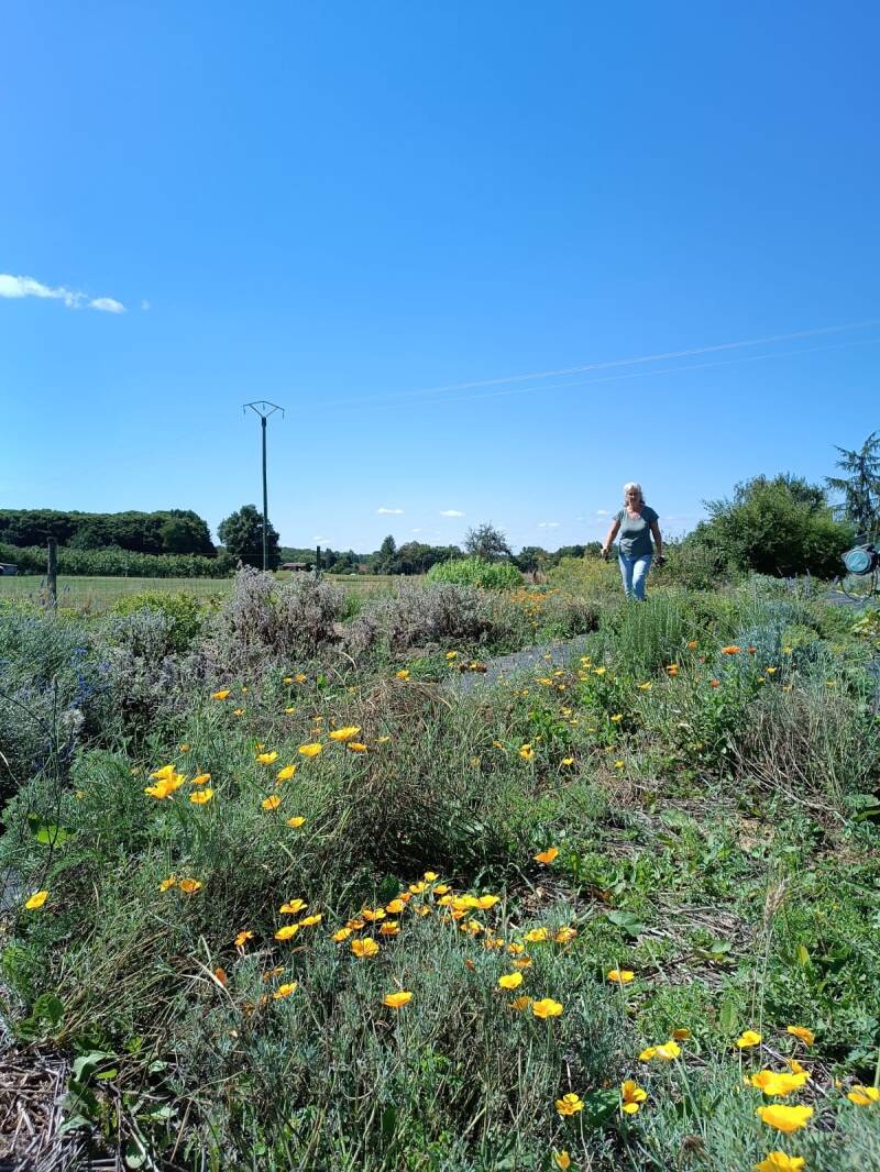 culture de mes plantes aromatiques pour la composition de mes tisanes, cultures locales, sans pesticide, 100% naturelles