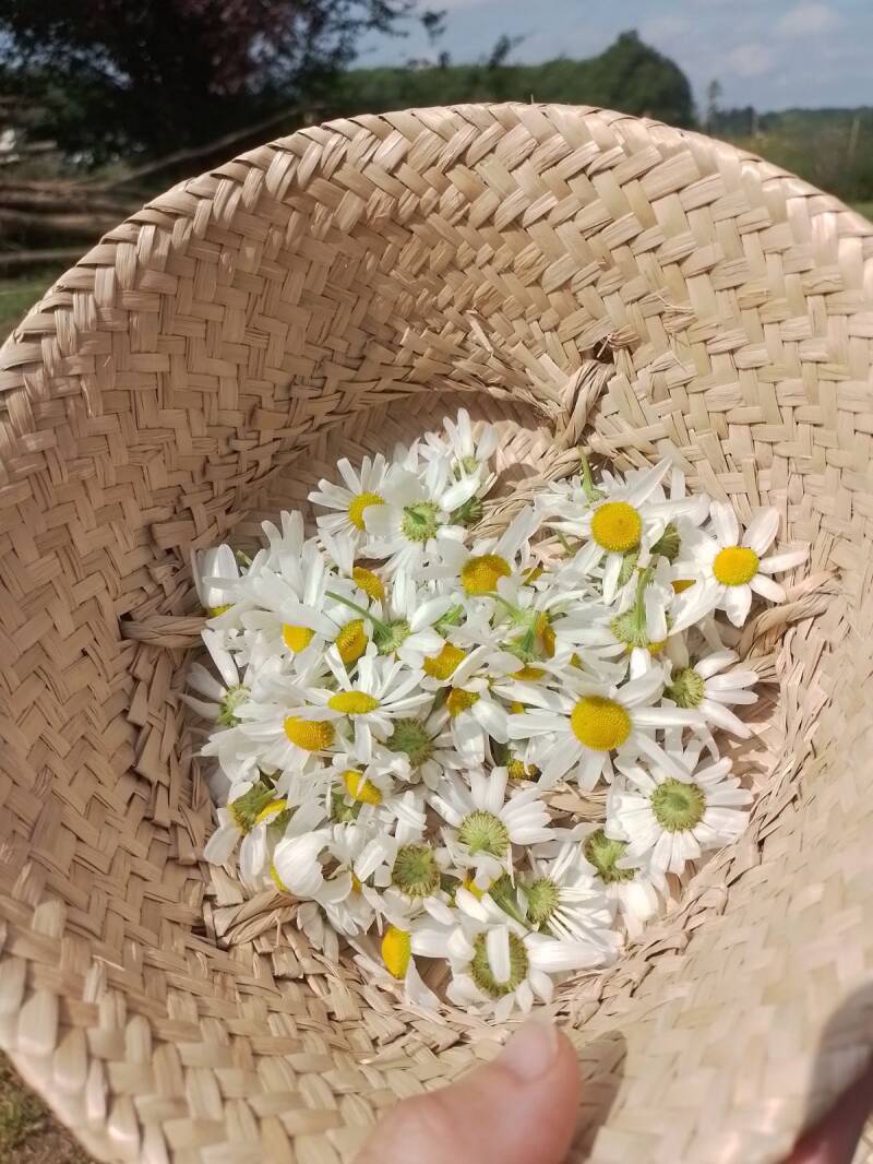 Cueillette de marguerites pour mes tisanes personnelles