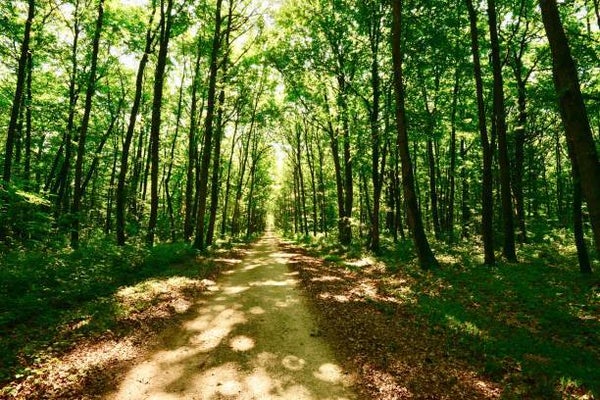 Bois de la Résilience