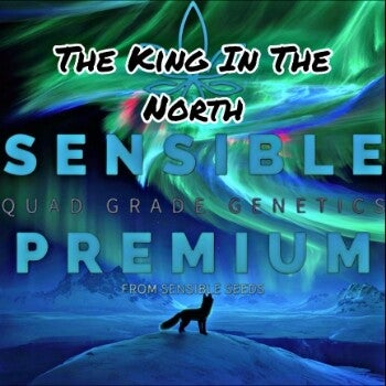 Authentic Sensible Premium The King in the North Auto Seed Pack Guaranteed Original
