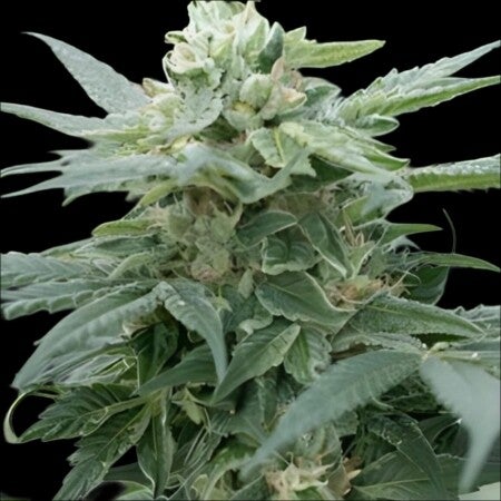 GG#4 Feminized Cannabis Seeds | Buy Sensible Seeds Premium in the UK 🇬🇧 Direct