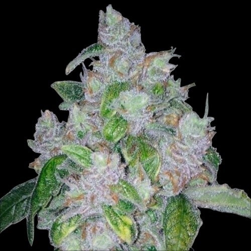 Night Nurse Feminized Cannabis Seeds | Buy Sensible Seeds Premium in the UK 🇬🇧 Direct