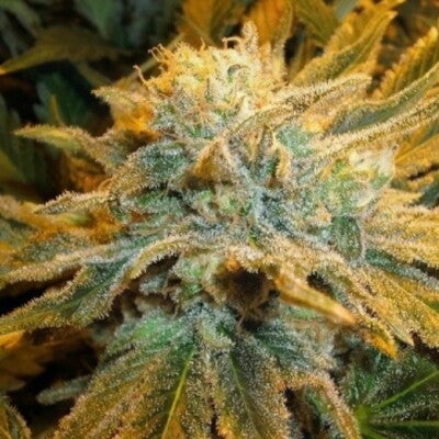 Power Plant Primo Flower UK