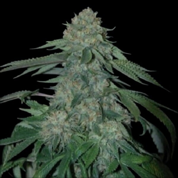 OG Kush Autoflower Feminized Cannabis Seeds | Buy Sensible Seeds Premium in the UK 🇬🇧 Direct