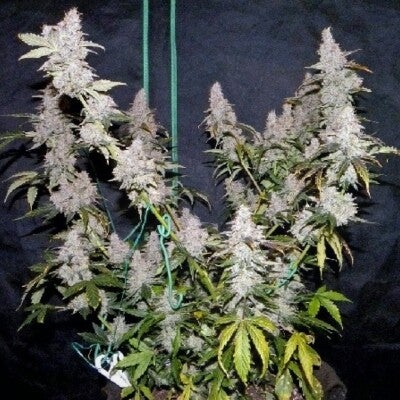 The King In The North Autoflower Feminized Cannabis Seeds | Buy Sensible Seeds Premium in the UK 🇬🇧 Direct