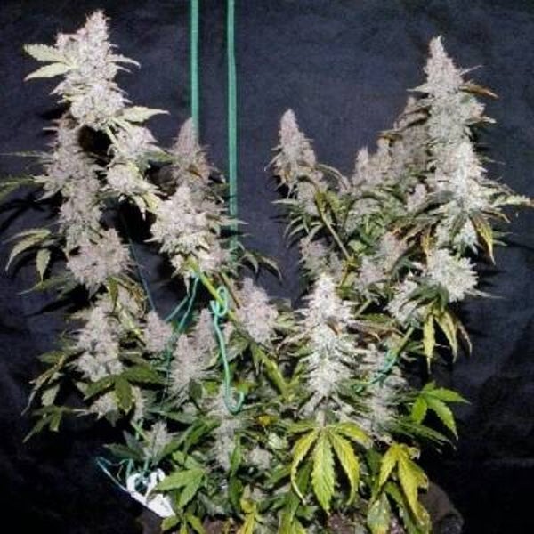 The King In The North Autoflower Feminized Cannabis Seeds | Buy Sensible Seeds Premium in the UK 🇬🇧 Direct
