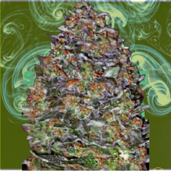 Black Diesel Autoflower Feminized Cannabis Seeds | Buy Sensible Seeds Premium in the UK 🇬🇧 Direct