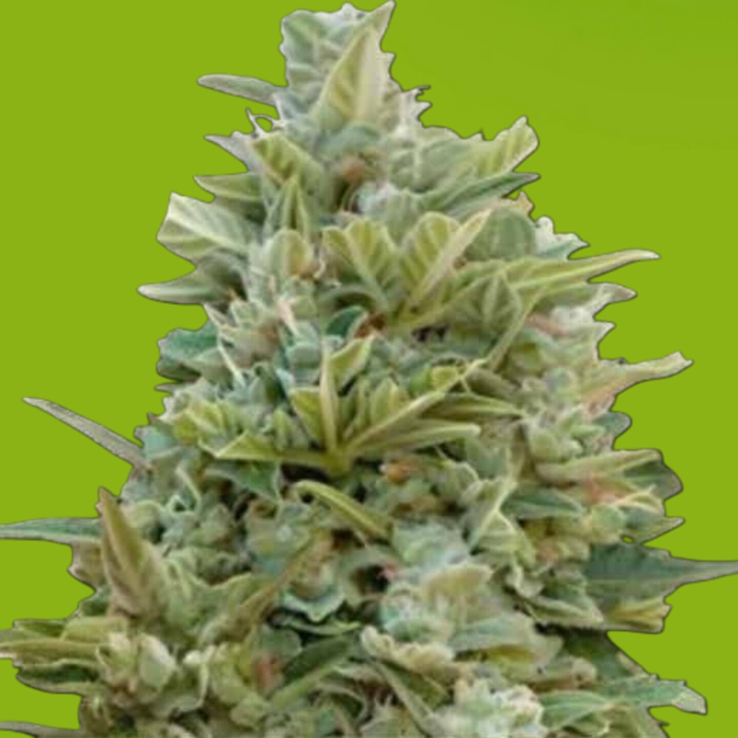 Do Si Dos Autoflower Feminized Cannabis Seeds | Buy Sensible Seeds Premium in the UK 🇬🇧 Direct