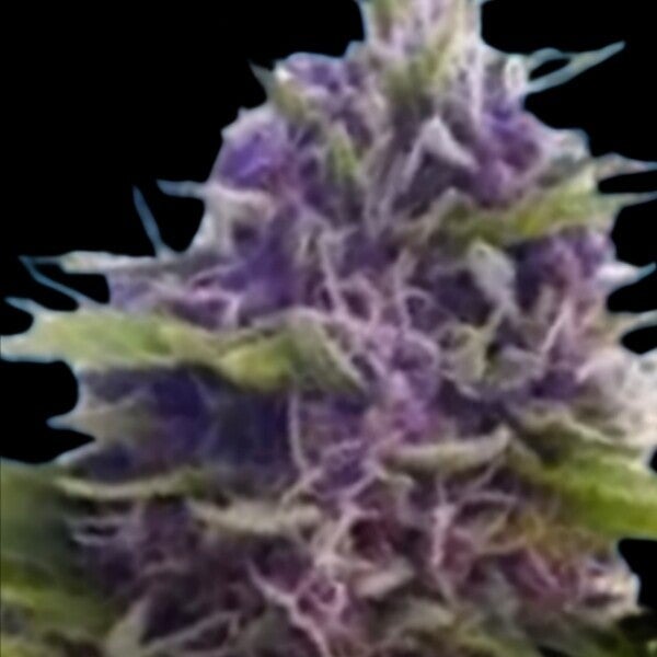 Sensible Premium Blue Wizard