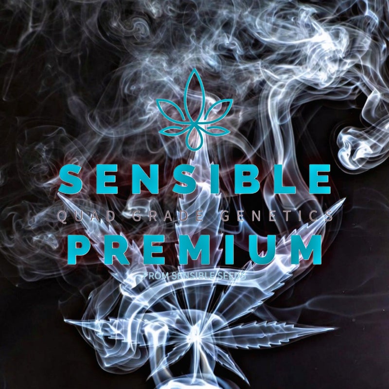 Sensible Seeds Premium Genetics